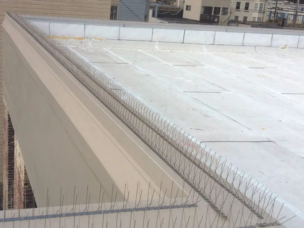 Dura-Spike bird spikes along a parapet