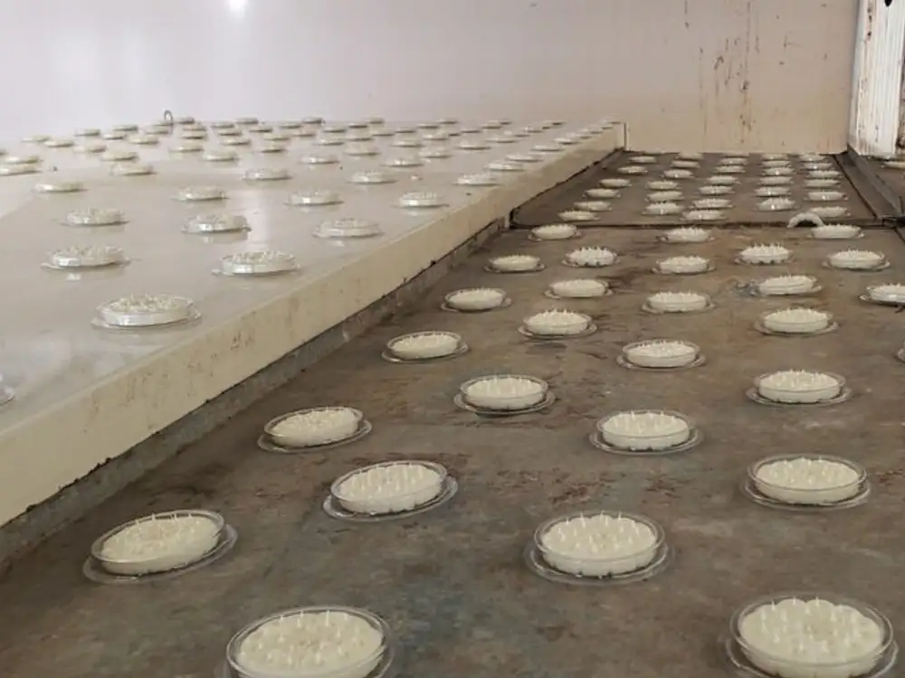 Optical Gel dishes protecting roof communication equipment