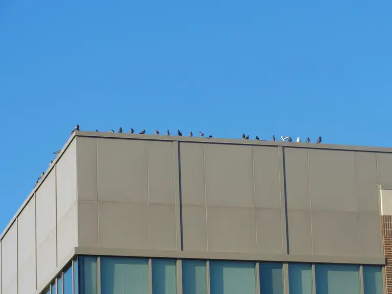 Birds perched along a high-rise parapet roof edge
