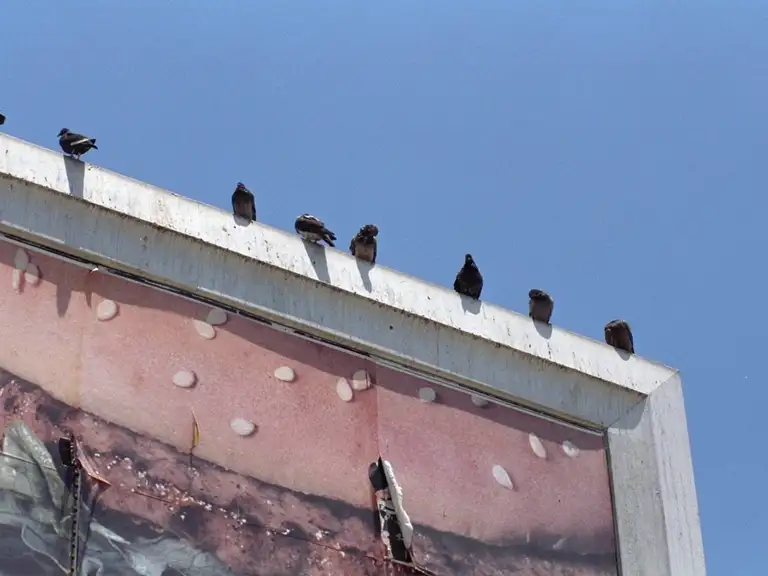 Hotel signage kept free of pest birds and droppings