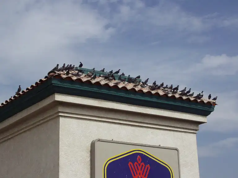 Hospitality rooftop kept clear of pest birds with Bird Barrier deterrents