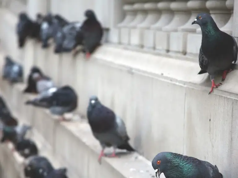 Pest birds lined along a multi-floor building ledge
