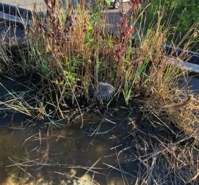 Ponding water on an aging commercial flat roof